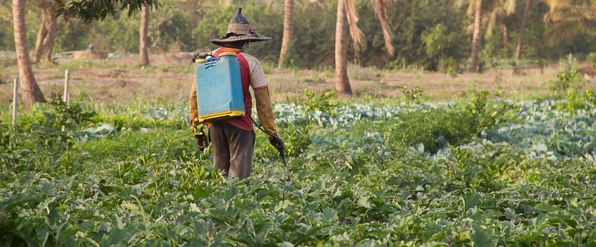 In sub-Saharan Africa, many producers apply broad-spectrum pesticides once or twice a week as a preventive measure. The systematic use of the same active molecules leads pests to develop resistance, which in turn prompts producers to treat even more frequently © R. Belmin, CIRAD
